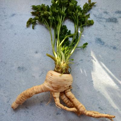 Petersilienwurzel Alraune Nk